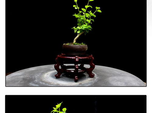 方寸間的詩意與清新 如皋紫薇微型盆景，打造桌面素雅文藝空間