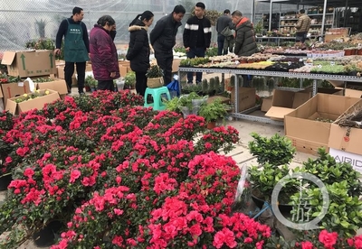 市民花市選“年貨” 春節(jié)花卉銷售火爆，禮品花卉走俏市場