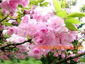 濰坊國慶菊優(yōu)質(zhì)貨源尋蹤 批發(fā)生產(chǎn)廠家、價格及禮品花卉銷售指南